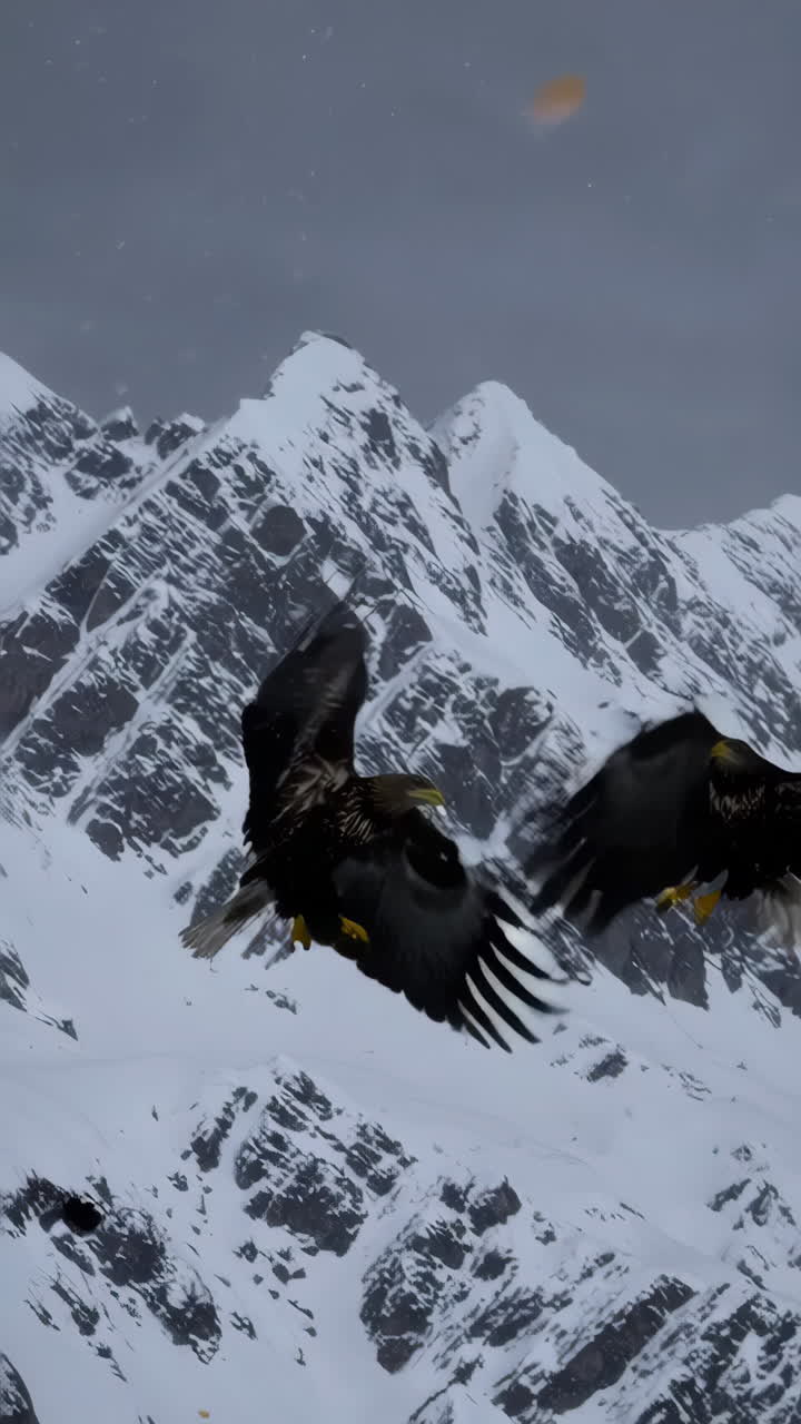 Eagles Soaring Over Snowy Mountains