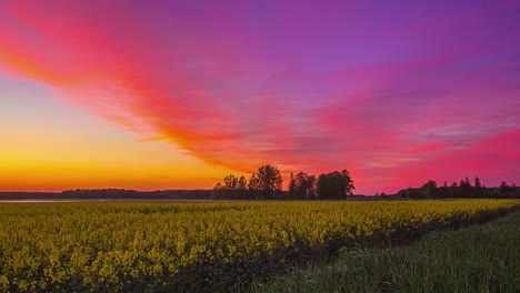 Epischer-Rot-gelb-rosa-Sonnenuntergangs-Zeitraffer-Feuriger-Wolken-über-Einem-Feld-Gelber-Blumen