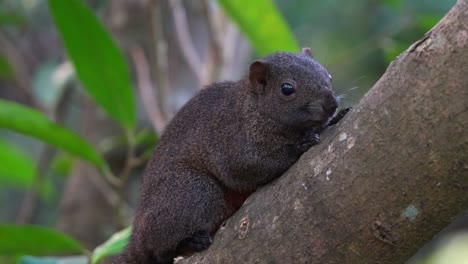 Niedliches-Pallas-Eichhörnchen,-Seitenansicht-Auf-Einem-Ast,-Daan-Waldpark-In-Taipeh,-Taiwan-–-Nahaufnahme