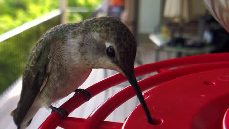 Die-Beste-Nahaufnahme-Eines-Winzigen,-Dicken,-Summenden-Vogels-Mit-Grünen-Federn,-Der-In-Zeitlupe-An-Einem-Vogelhäuschen-Sitzt-Und-Getränke-Trinkt