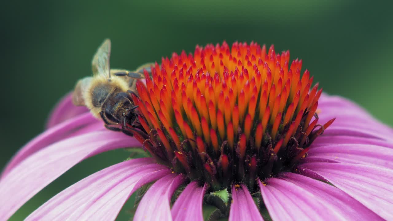 una macro primer plano de una abeja melífera recolectando néctar de una flor de cono rosa y naranja