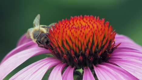 a macro close up shot of a honey bee collecting nectar from pink and orange cone flower