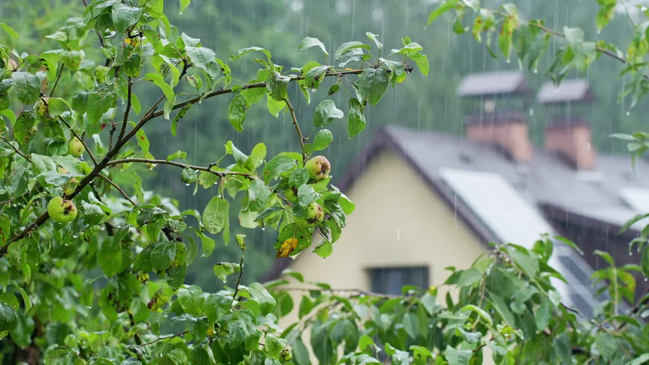 Rain falls on green branches beside a cozy house, creating a calm scene