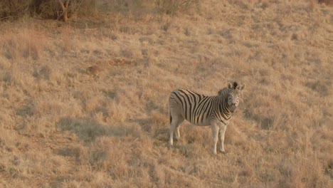 Drone-aerial,-Zebra-male-in-the-wild-on-a-winters-grass-plain