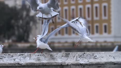 Imágenes-En-Cámara-Lenta-De-Muchas-Gaviotas-Luchando-Por-Comida-En-Roma,-Italia