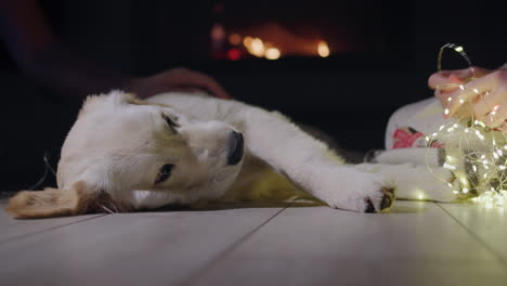 a girl is unraveling a garland, next to her is a dog, which is being stroked by a mans hand. christmas and new year's eve