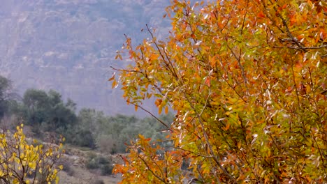 Hojas-De-Color-Marrón-Anaranjado-Dorado-Revoloteando-En-La-Brisa-Del-Viento-En-Las-Ramas-De-Los-árboles-Durante-El-Otoño-En-El-Campo-Rural-De-Jordania,-Oriente-Medio