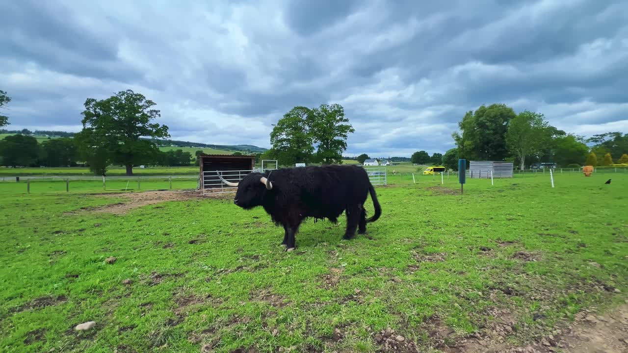 Highland Cattle Breed From The Scottish Highlands. Wide Shot
