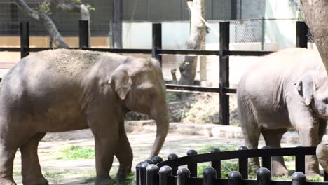 Un-Par-De-Elefantes-Dentro-De-Un-Parque-Zoológico-Comiendo-Hierba