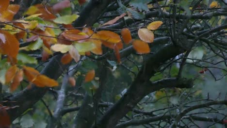 close up on autumn tree branches blowing in stormy windy weather conditions