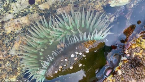 underwater sea anemone