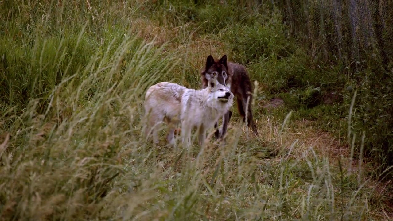 A grey wolf named Koa.