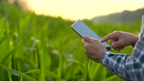 Nahaufnahme-Der-Hand-Eines-Landwirts,-Der-Ein-Mobiltelefon-Oder-Tablet-Benutzt-Und-Auf-Dem-Reisfeld-Mit-Sichel,-Sense-Oder-Haken-Zum-Ernten-Steht