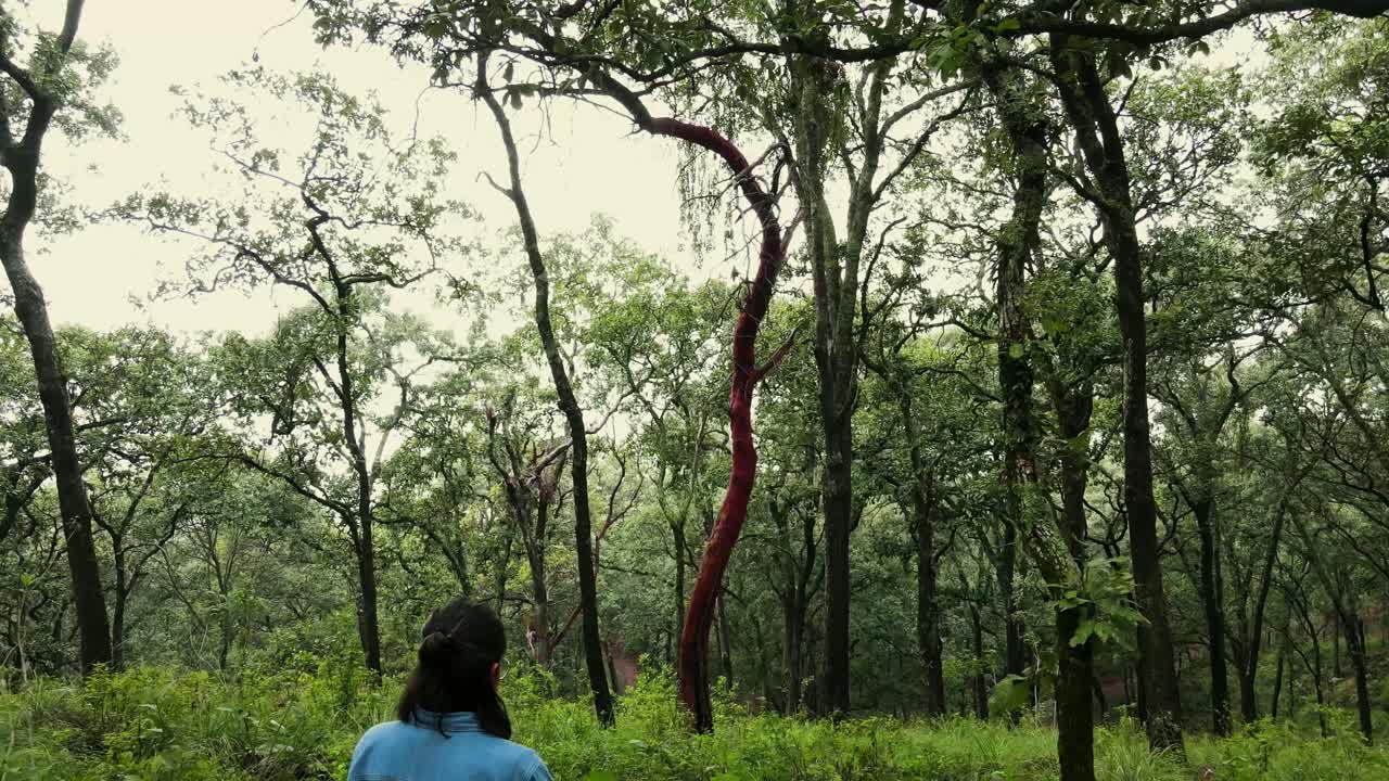 Woman with wicker basket standing among tall trees