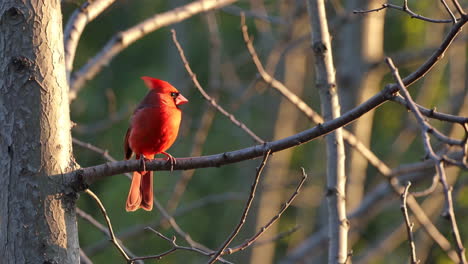 male northern cardinal perched on a tree branch