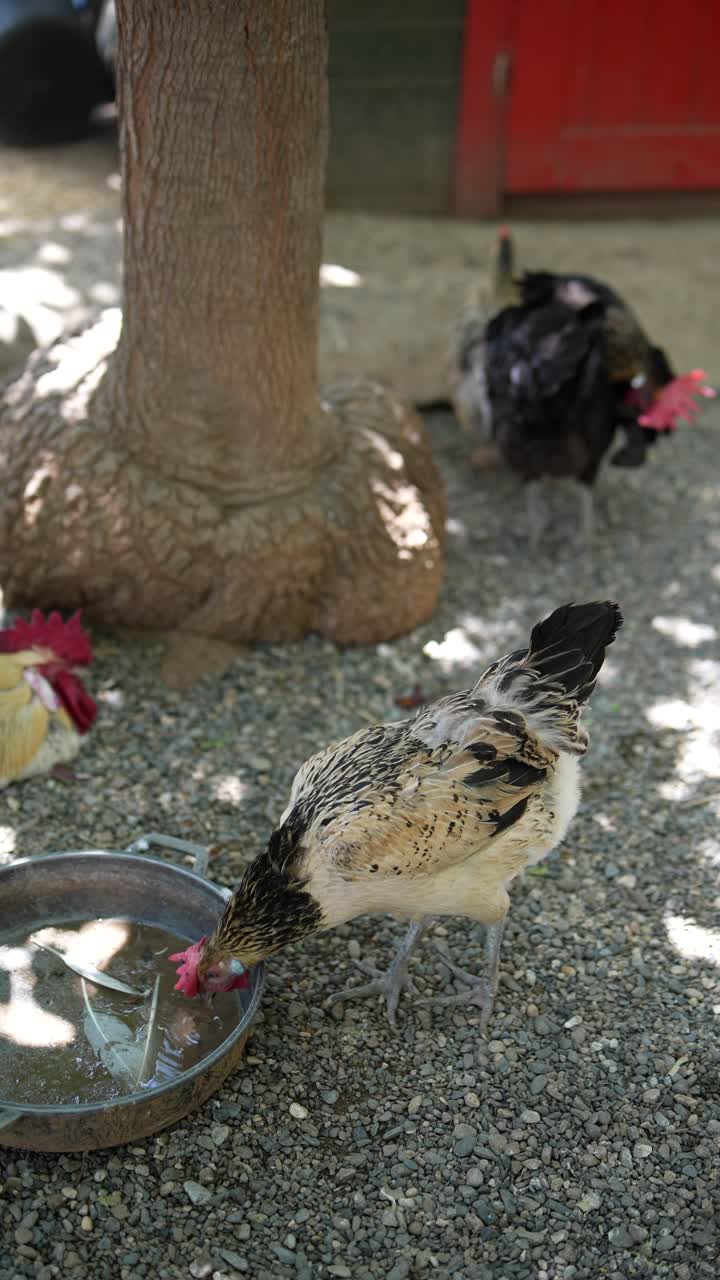 이 물을 마시는 것