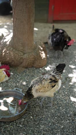 chickens drinking water