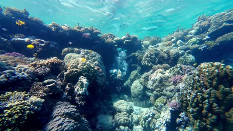 scuba diver swimming through massive corals on red sea reef in dahab, egypt