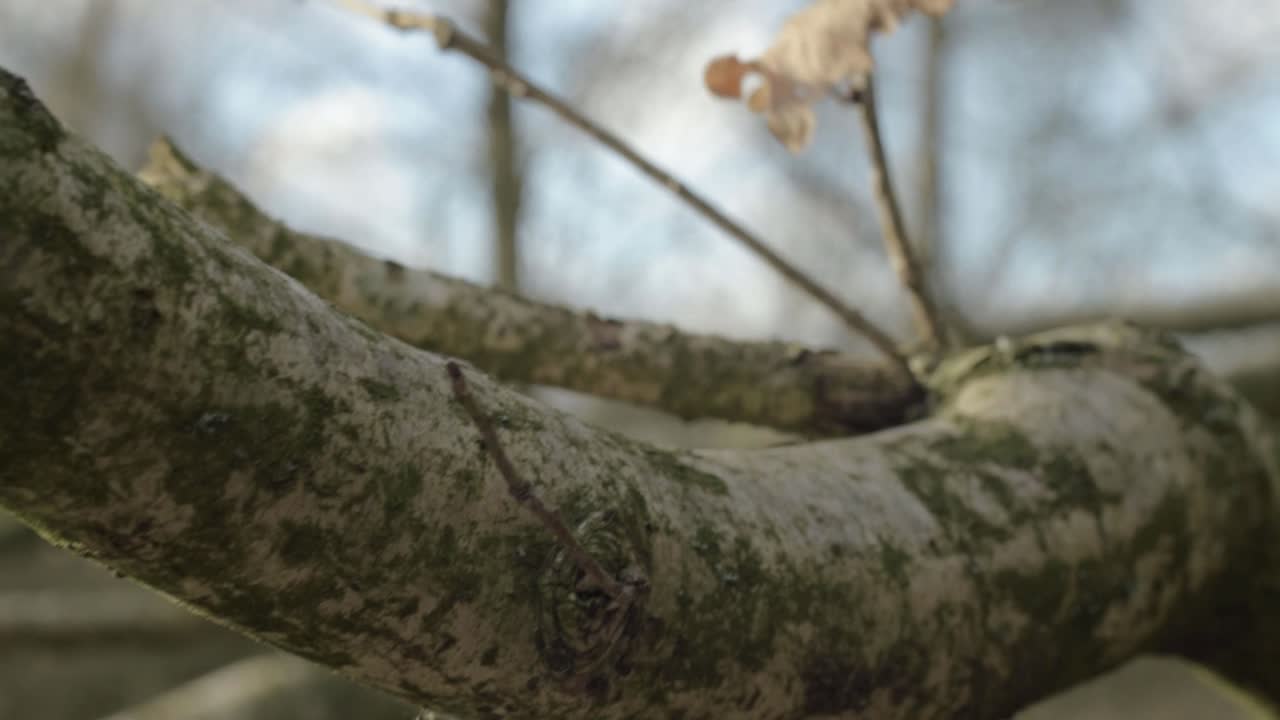Single autumn leaf in breeze grows on tree branch zoom out shot