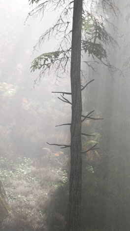 misty forest with a dead tree