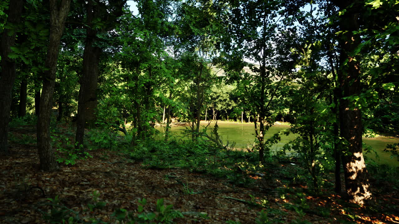 Una vista panoramica di una foresta con alberi alti e fogliame verde