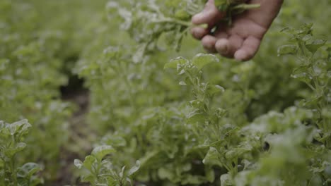 Ackerbauer-Erntet-Frischen,-Grünen,-Gesunden-Spinat-Kräutersalat-In-Zeitlupe