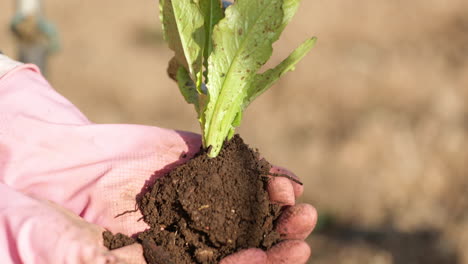 image of a hand wearing pink gloves puts soil on lettuce seedling