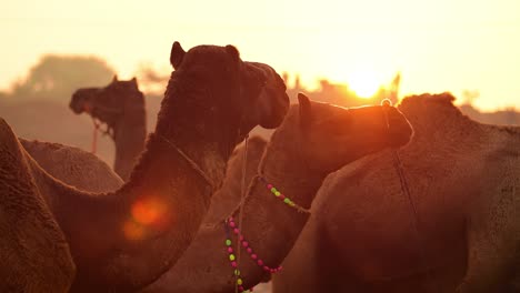 Camellos-En-Cámara-Lenta-En-La-Feria-De-Pushkar,-También-Llamada-Feria-De-Camellos-De-Pushkar-O-Localmente-Como-Kartik-Mela,-Es-Una-Feria-Ganadera-Y-Cultural-Anual-De-Varios-Días-Que-Se-Celebra-En-La-Ciudad-De-Pushkar,-Rajasthan,-India.