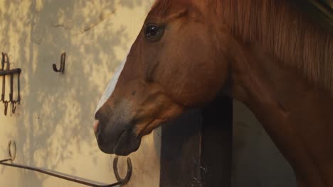 dressage horse waiting in a stable