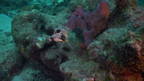 a smooth trunkfish eats algae off rocks and coral on a caribbean reef