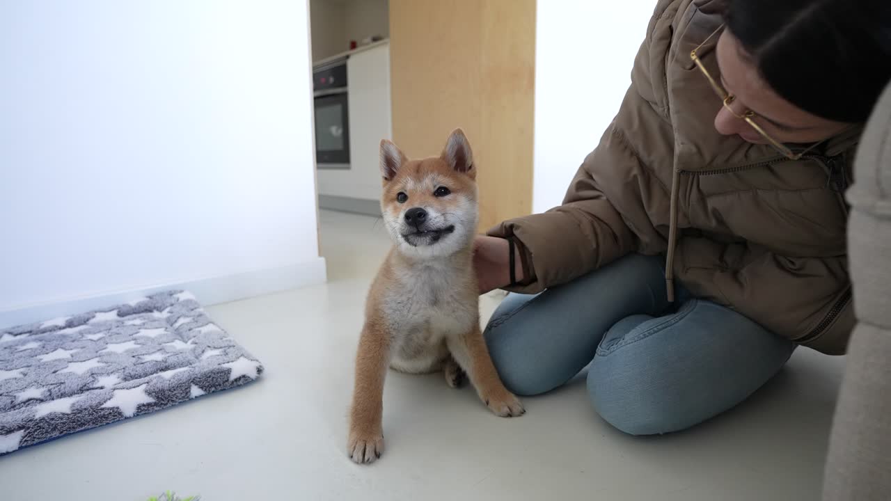 시바 이누 강아지가 집에서 백인 소녀에게 애무당하고 있다