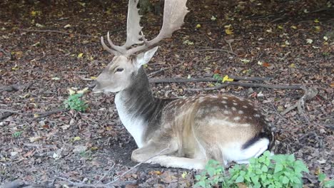 White-tailed-deer-buck-resting-in-the-grass-during-the-rut-in-autumn