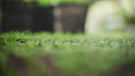 water droplets on seedlings in greenhouse