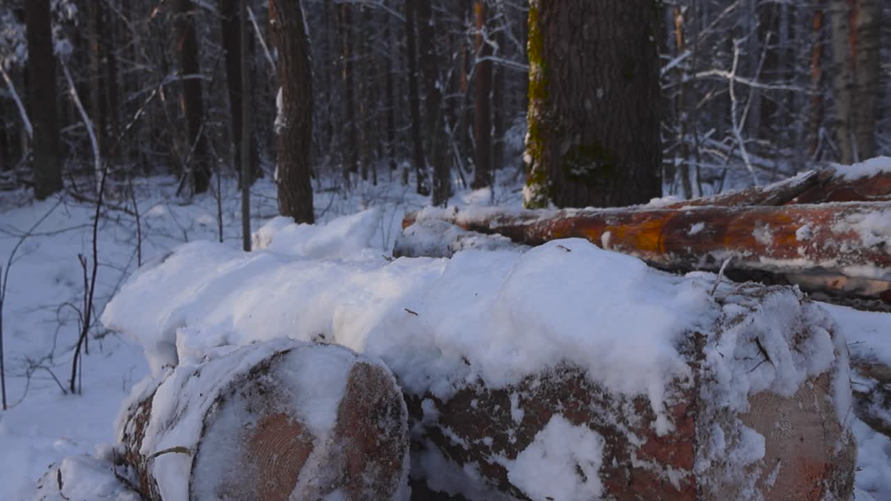 Close up or close up footage of cut timber or brown logs in a pile in a sunny forest during winter time while thick white and dense snow is covering the timber. Forest trees in the background blurred.