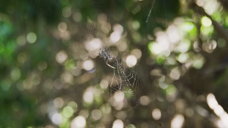 rack se centra en una araña tejedora de orbe fijando su telaraña con la luz del sol brillando entre los árboles