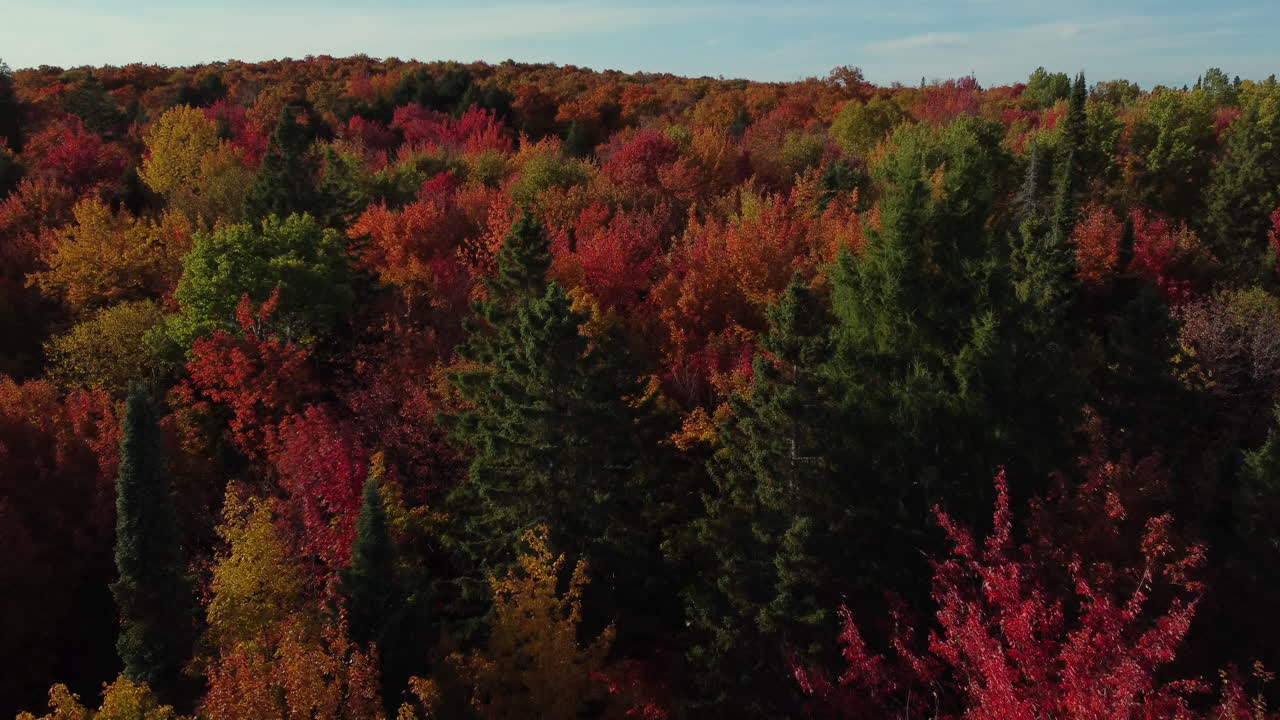 Ilmakuva dronella lentäen metsän palamäisen väristen syyspuiden latvojen yllä kauniina päivänä ulkona luonnossa, Kanada