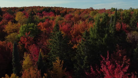aerial drone shot flying above the burnished colored autumn tree tops of a forest on a beautiful day outdoors in nature, canada
