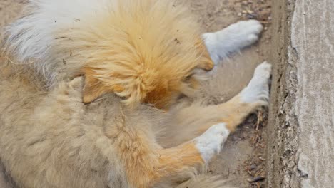 adorable cachorro de collie áspero se lava a sí mismo en imágenes conmovedoras