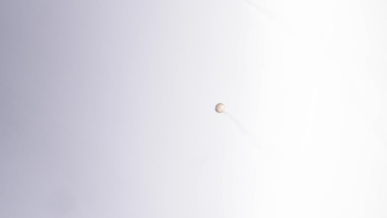 Colonia di muffa con ife aeree e sporangio, vista con variazione di messa a fuoco.