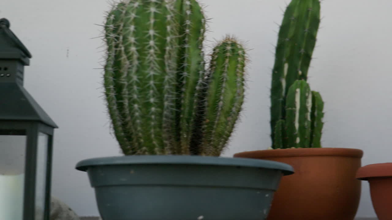 Collezione di varietà di cactus verdi in vaso, rapida panoramica.