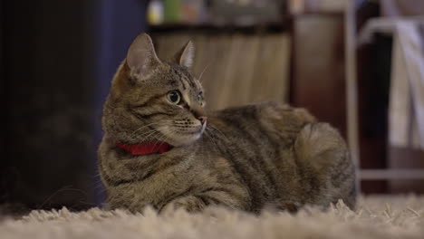 lindo gato gris mirando hacia los lados tirado en la alfombra