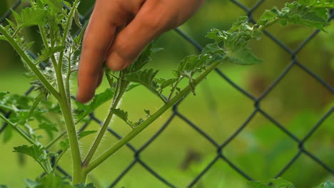 Identifying-place-where-tomato-plant-grows-sucker-and-pinching-it-off