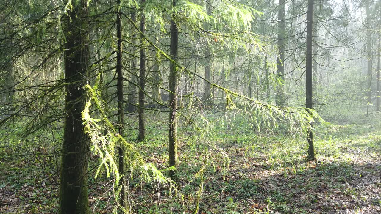 hermoso bosque místico con musgo verde y hermosos rayos de sol con vapor brumoso y lluvia.