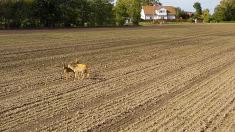 three deers walking on dirt field