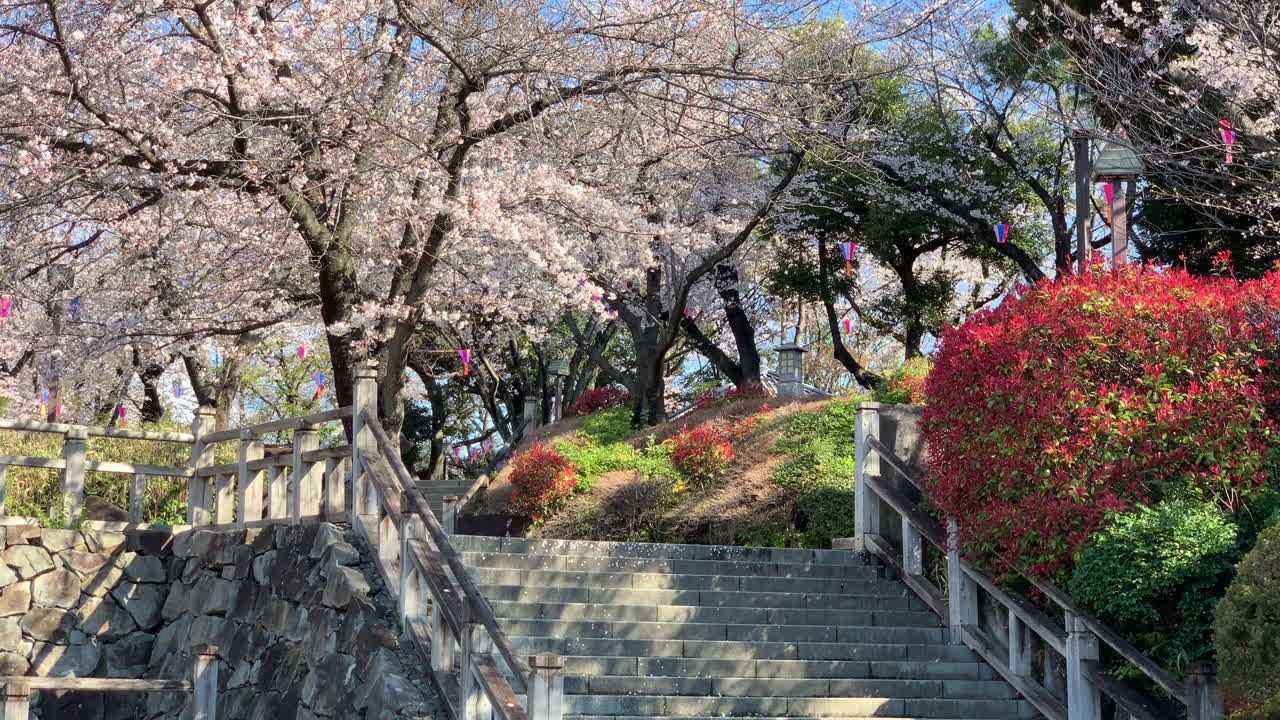caminos de piedra y escaleras en el parque asukayama con flores de cerezo, arbustos rojos y lámparas de papel