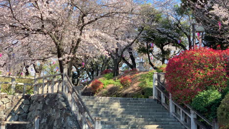 Caminos-De-Piedra-Y-Escaleras-En-El-Parque-Asukayama-Con-Flores-De-Cerezo,-Arbustos-Rojos-Y-Lámparas-De-Papel