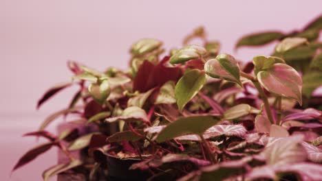 pothos verde bajo luz rosa creciendo en el invernadero