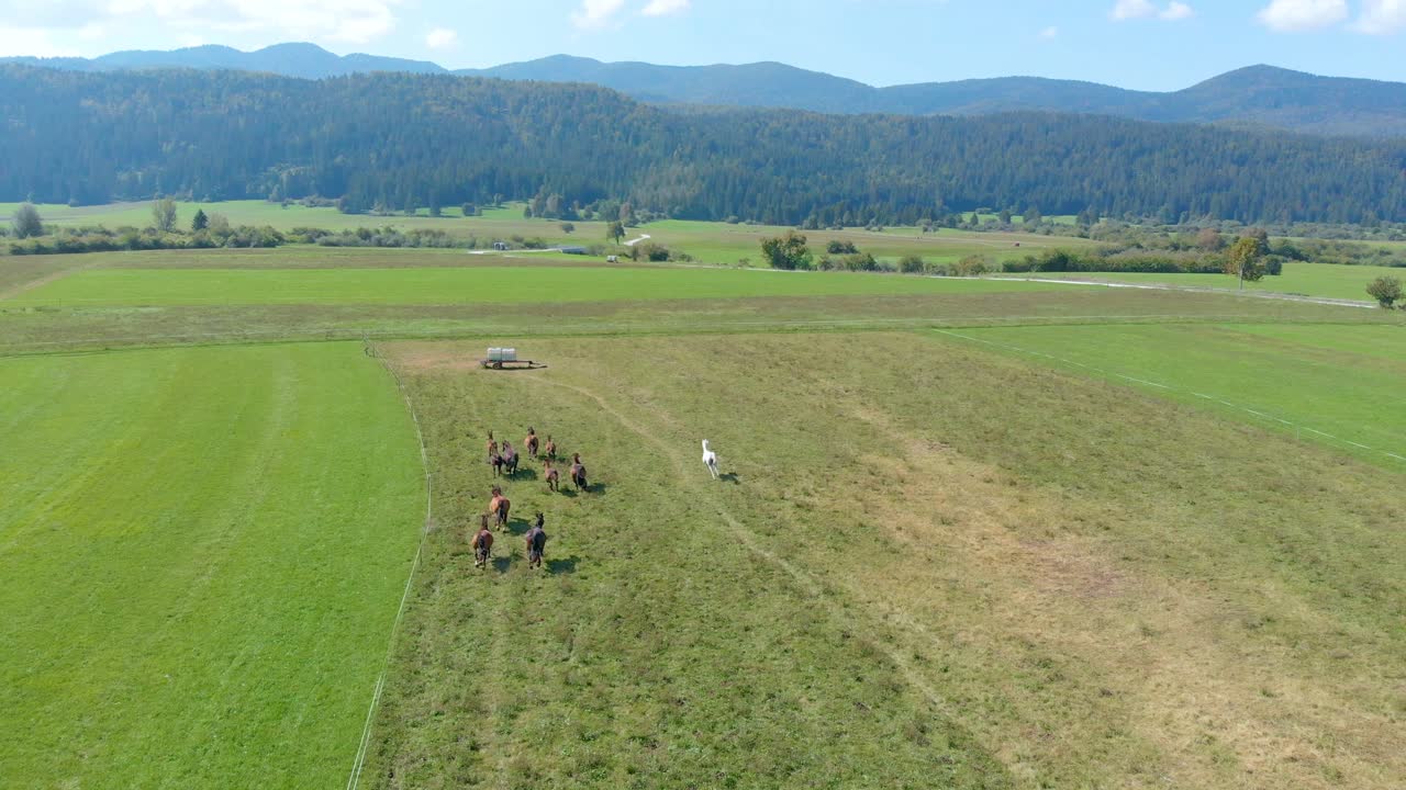 manada de caballos corren hacia el tanque de agua en el prado - vista aérea, drone desde atrás