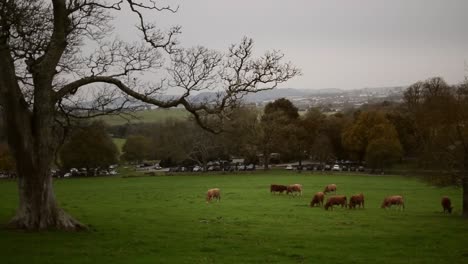 cows grazing with a view