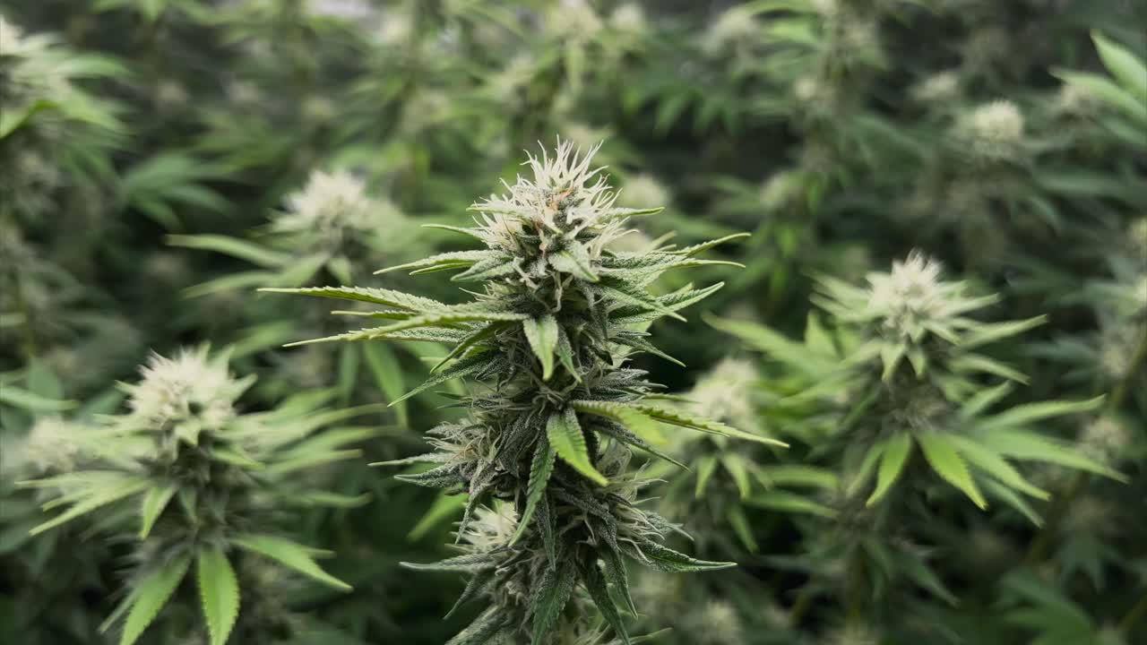 planta de marihuana en carpa con otras plantas en el fondo, parte de la toma en órbita